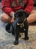 Yellow collar male , a male Great Dane for sale in Dayton, OH – 5 of 9