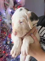Pink collar 💗 Harlequin female , a female Great Dane for sale in Dayton, OH – 4 of 9
