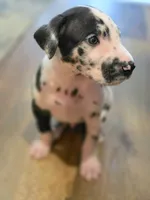 Harlequin male Blue collar , a male Great Dane for sale in Dayton, OH – 10 of 10