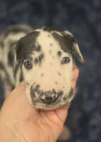 Harlequin male Blue collar , a male Great Dane for sale in Dayton, OH – 7 of 10