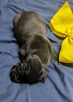 AKC Black Male 💛 Yellow collar , a male Great Dane for sale in Dayton, OH – 8 of 8