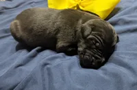 AKC Black Male 💛 Yellow collar , a male Great Dane for sale in Dayton, OH – 6 of 8