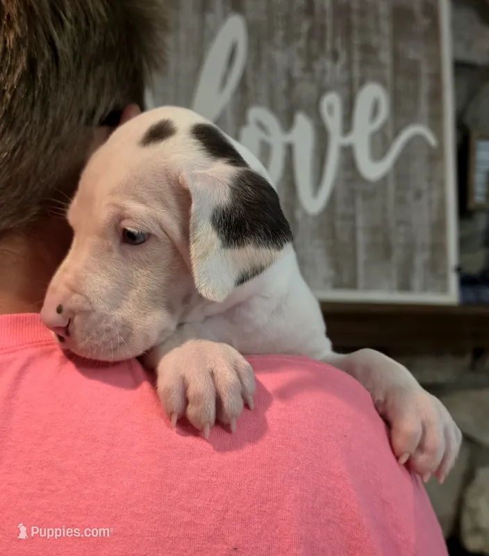 Harlequin female Pink collar  – Great Dane puppy for sale in Dayton, OH