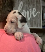Harlequin female Pink collar , a female Great Dane for sale in Dayton, OH – 1 of 8