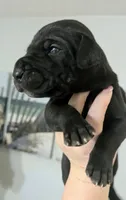 Black male Orange collar , a male Great Dane for sale in Dayton, OH – 8 of 10
