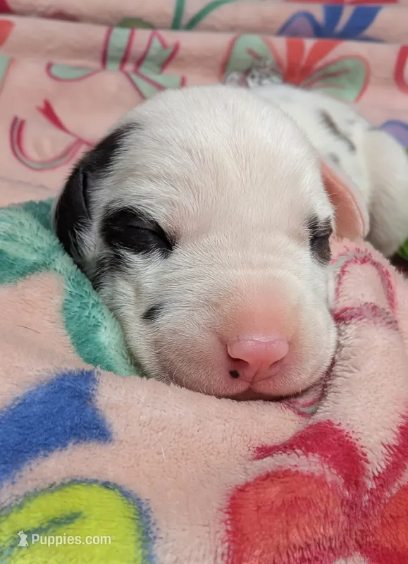 AKC Harlequin Female 💚 Lime e – Great Dane puppy for sale in Dayton, OH
