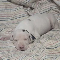 Harlequin female Pink collar , a female Great Dane for sale in Dayton, OH – 6 of 8