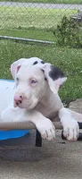 Pink collar female 💗 , a female Great Dane for sale in Dayton, OH – 5 of 8