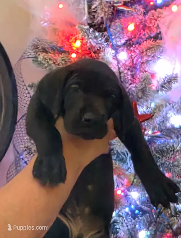 Black male yellow collar  – Great Dane puppy for sale in Dayton, OH