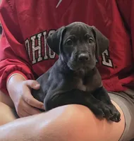 Orange collar male, a male Great Dane for sale in Dayton, OH – 1 of 9