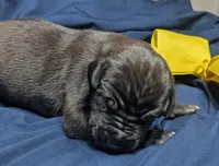 AKC Black Male 💛 Yellow collar , a male Great Dane for sale in Dayton, OH – 4 of 8