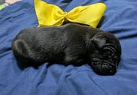 AKC Black Male 💛 Yellow collar , a male Great Dane for sale in Dayton, OH – 5 of 8