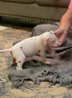Harlequin female Pink collar , a female Great Dane for sale in Dayton, OH – 3 of 8