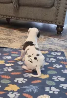 Harlequin female Lime collar , a female Great Dane for sale in Dayton, OH – 5 of 10