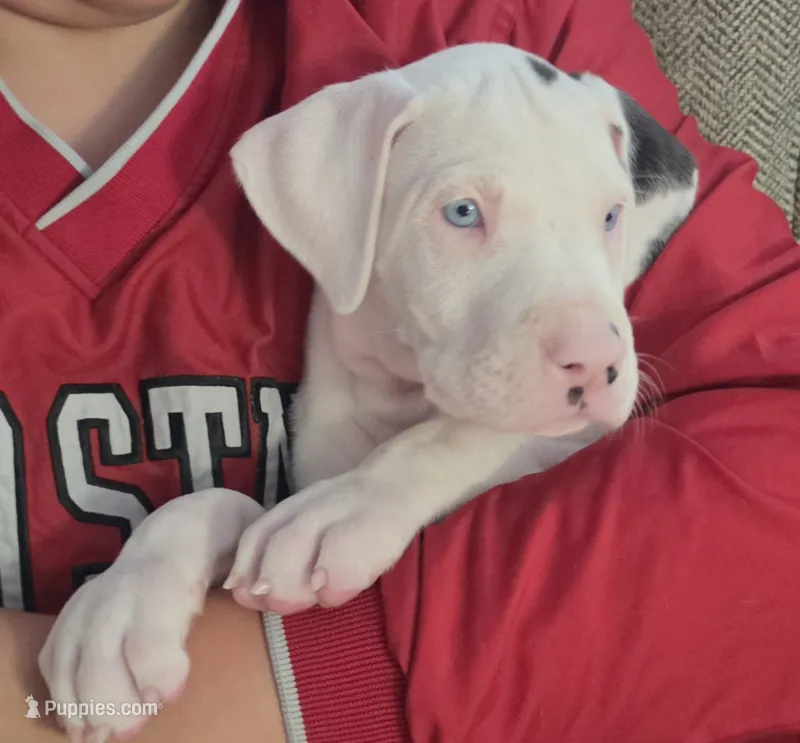 Pink collar 💗 Harlequin female  – Great Dane puppy for sale in Dayton, OH