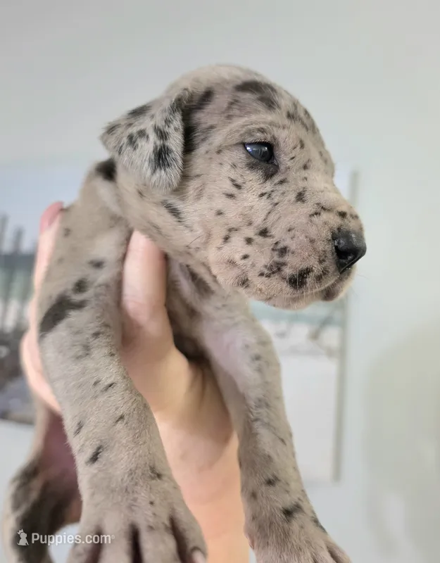 AKC Merle Male ❣️Red collar  – Great Dane puppy for sale in Dayton, OH