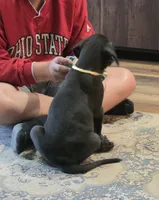 Yellow collar male , a male Great Dane for sale in Dayton, OH – 7 of 9