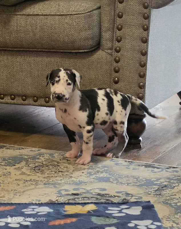 Harlequin male Blue collar  – Great Dane puppy for sale in Dayton, OH