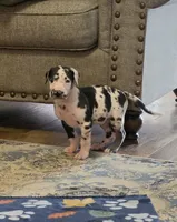 Harlequin male Blue collar , a male Great Dane for sale in Dayton, OH – 1 of 10