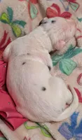 AKC Harlequin Female 💗 Pink collar, a female Great Dane for sale in Dayton, OH – 5 of 6