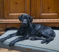 Beau, a male Great Dane for sale in Dayton, OH – 2 of 2