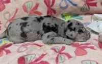 White collar 🤍AKC Merle Female , a female Great Dane for sale in Dayton, OH – 3 of 7