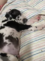 Harlequin male Blue collar , a male Great Dane for sale in Dayton, OH – 9 of 10