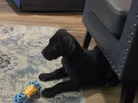 Orange collar male, a male Great Dane for sale in Dayton, OH – 5 of 9