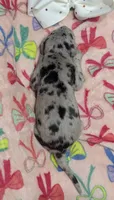 White collar 🤍AKC Merle Female , a female Great Dane for sale in Dayton, OH – 2 of 7