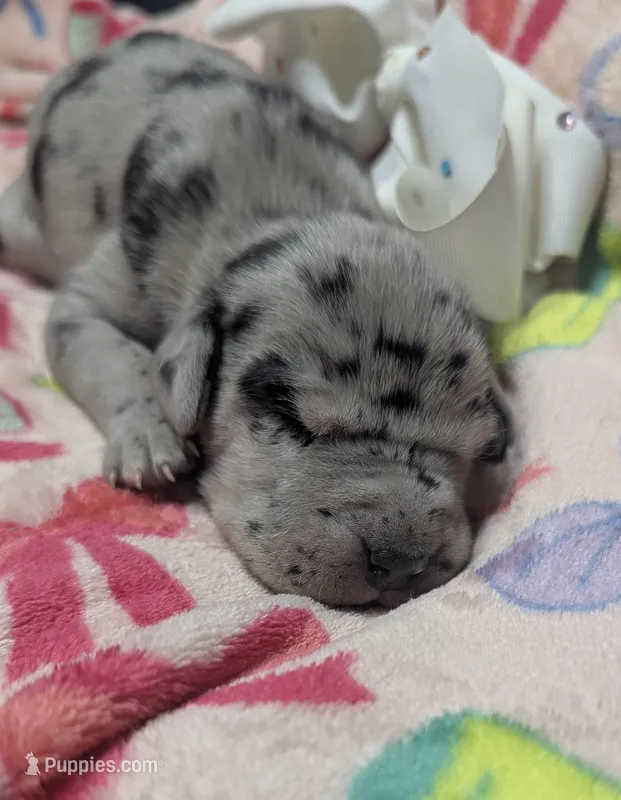 White collar 🤍AKC Merle Female  – Great Dane puppy for sale in Dayton, OH