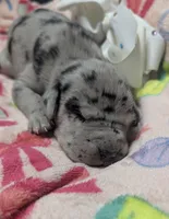 White collar 🤍AKC Merle Female , a female Great Dane for sale in Dayton, OH – 1 of 7