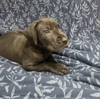 Black male Orange collar , a male Great Dane for sale in Dayton, OH – 3 of 10