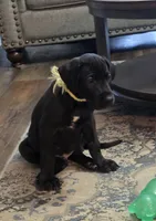 Yellow collar male , a male Great Dane for sale in Dayton, OH – 6 of 9