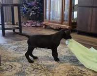 Orange collar male, a male Great Dane for sale in Dayton, OH – 4 of 9
