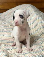 Harlequin female Lime collar , a female Great Dane for sale in Dayton, OH – 9 of 10