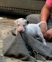 Pink collar 💗 Harlequin female , a female Great Dane for sale in Dayton, OH – 5 of 9