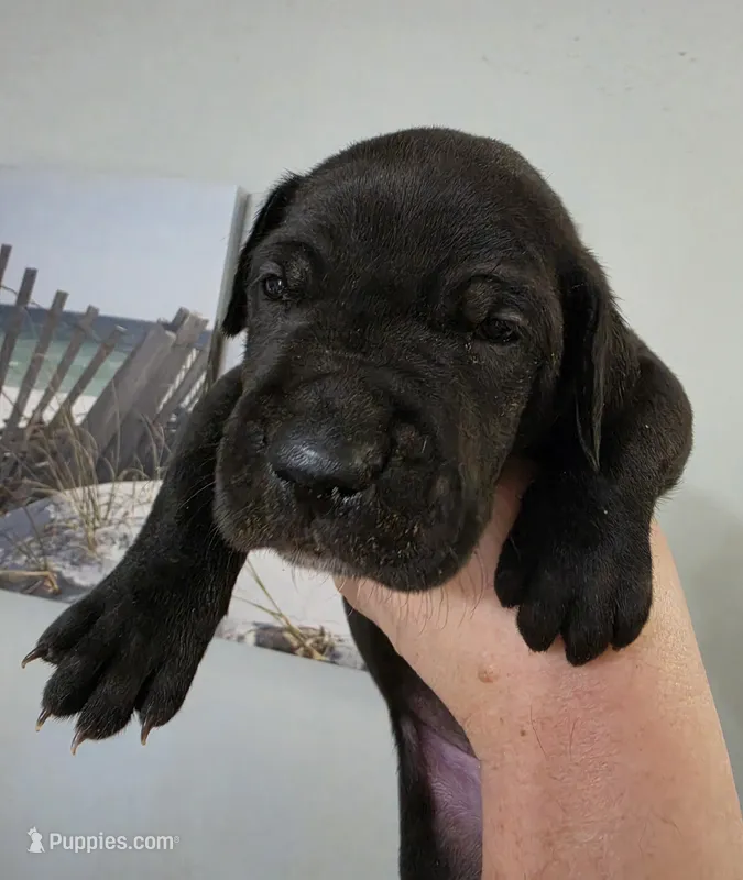 AKC Black Male Orange collar 🧡 – Great Dane puppy for sale in Dayton, OH