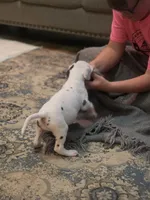 Pink collar 💗 Harlequin female , a female Great Dane for sale in Dayton, OH – 9 of 9