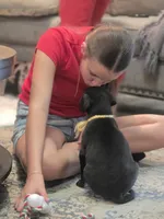Black male yellow collar , a male Great Dane for sale in Dayton, OH – 5 of 10