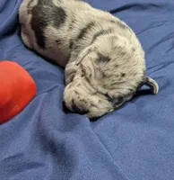AKC Merle Male ❣️Red collar , a male Great Dane for sale in Dayton, OH – 3 of 6