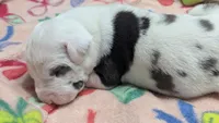 AKC Harlequin Female 💚 Lime e, a female Great Dane for sale in Dayton, OH – 7 of 7