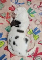 AKC Harlequin Female 💚 Lime e, a female Great Dane for sale in Dayton, OH – 2 of 7