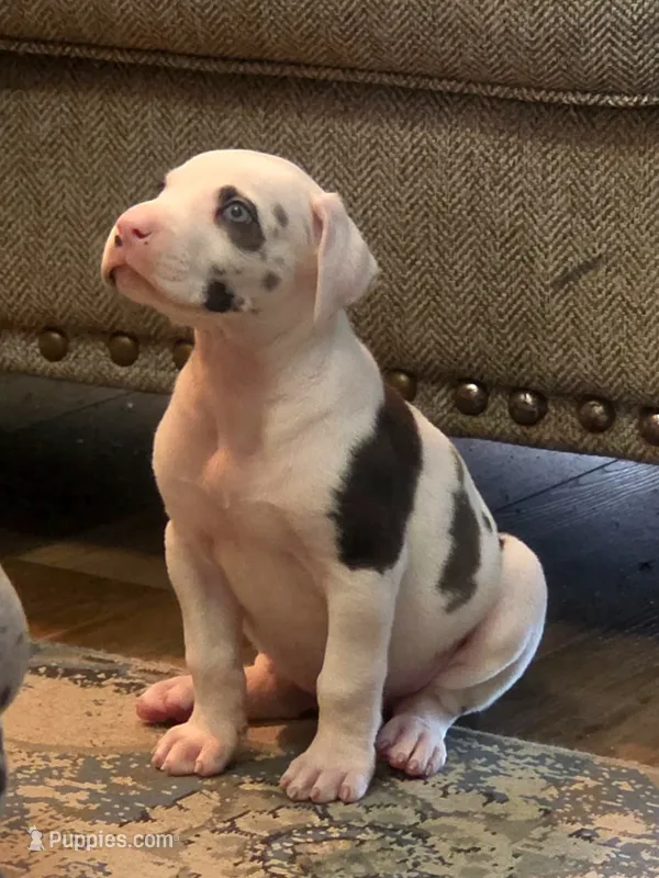 Harlequin female Lime collar  – Great Dane puppy for sale in Dayton, OH