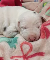 AKC Harlequin Female 💗 Pink collar, a female Great Dane for sale in Dayton, OH – 2 of 6