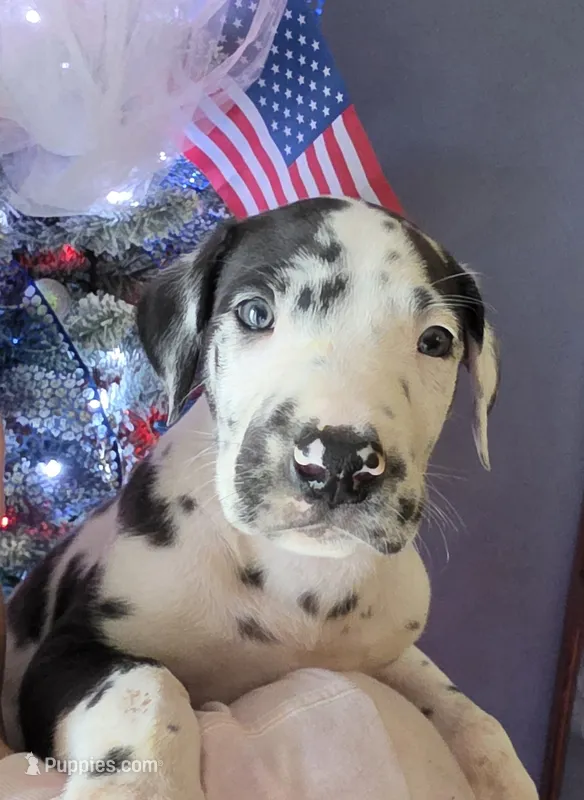 Harlequin male Blue collar  – Great Dane puppy for sale in Dayton, OH