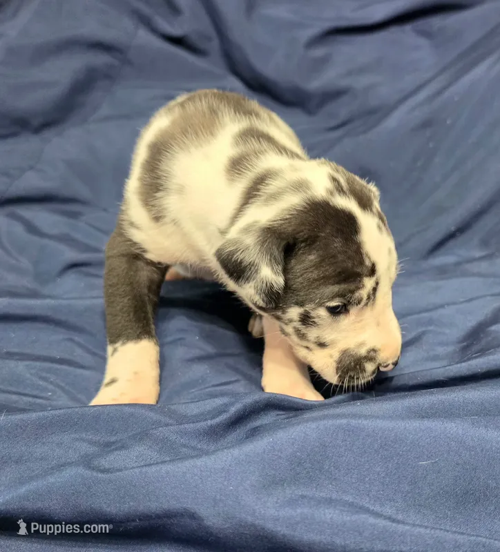 AKC Harlequin Male 💙 Blue collar  – Great Dane puppy for sale in Dayton, OH