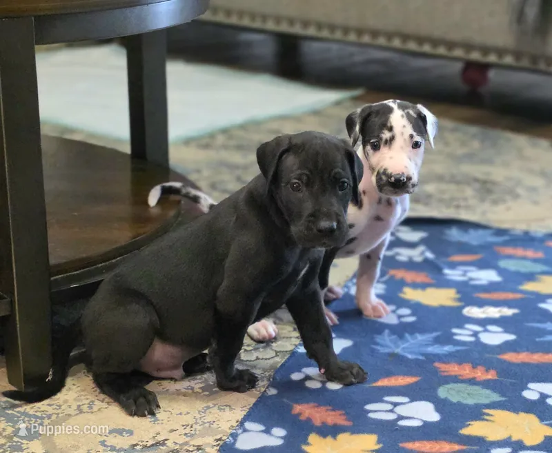 Black male Orange collar  – Great Dane puppy for sale in Dayton, OH