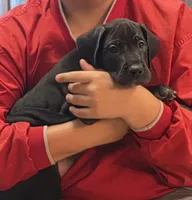 Orange collar male, a male Great Dane for sale in Dayton, OH – 9 of 9