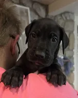 Black male Orange collar , a male Great Dane for sale in Dayton, OH – 2 of 10