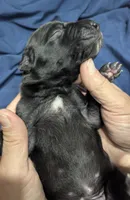 AKC Black Male Orange collar 🧡, a male Great Dane for sale in Dayton, OH – 6 of 7